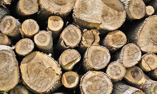 Tree Trunks